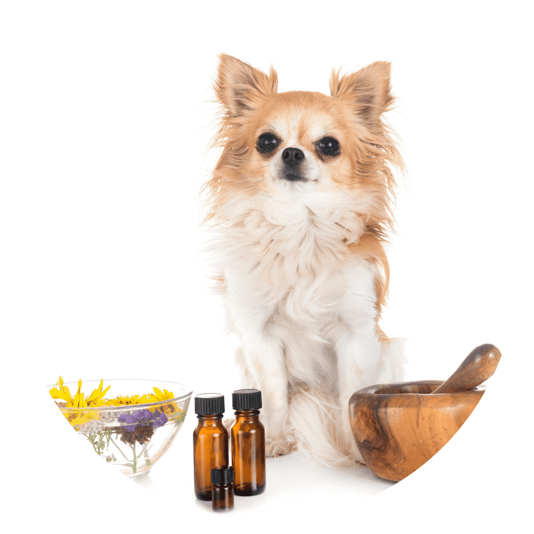 Graphic of a cute dog sitting with essential oils